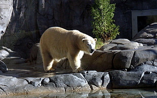 photography of white polar bear